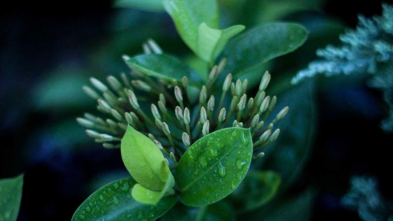 Featured image for Agntdev Com article