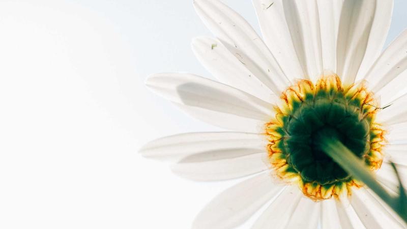 Featured image for Agntdev Com article