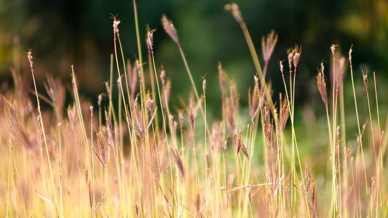 Featured image for Agntdev Com article