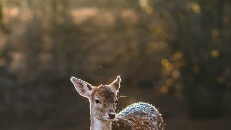 Featured image for Agntdev Com article