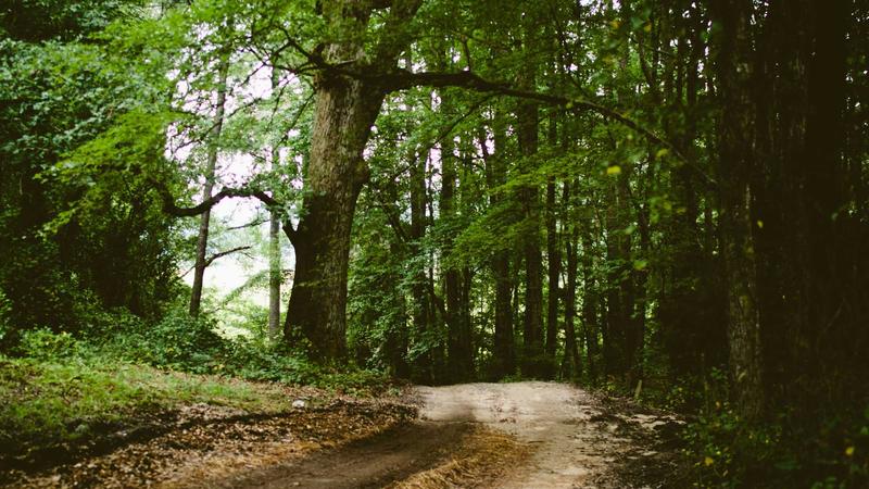 Featured image for Agntdev Com article