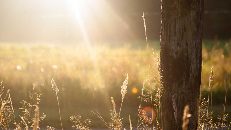 Featured image for Agntdev Com article